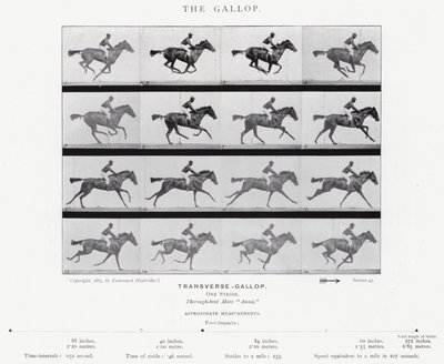 Eadweard Muybridge: A vágta (f/w fotó) alkotó: Eadweard Muybridge