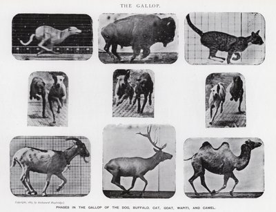 Eadweard Muybridge: A vágta (f/w fotó) alkotó: Eadweard Muybridge