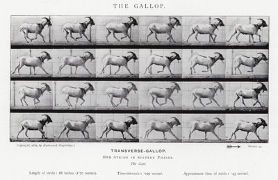 Eadweard Muybridge: A vágta (f/w fotó) alkotó: Eadweard Muybridge
