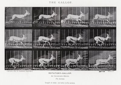 Eadweard Muybridge: A vágta (f/w fotó) alkotó: Eadweard Muybridge