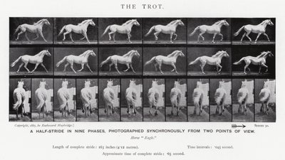 Eadweard Muybridge: Az ügetés (f/w fotó) alkotó: Eadweard Muybridge
