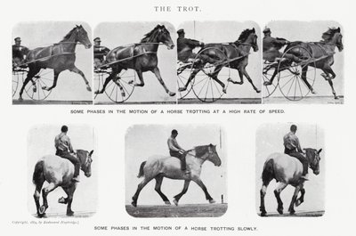 Eadweard Muybridge: Az ügetés (f/w fotó) alkotó: Eadweard Muybridge