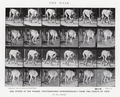 Eadweard Muybridge: The Walk (f/w fotó) alkotó: Eadweard Muybridge
