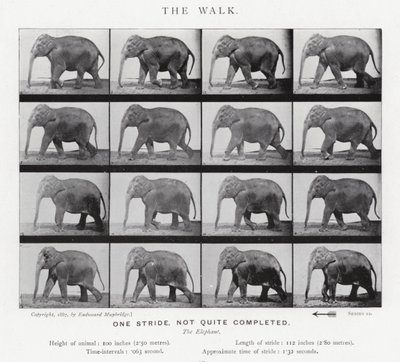 Eadweard Muybridge: A séta alkotó: Eadweard Muybridge