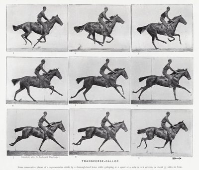 Eadweard Muybridge: Keresztirányú vágta alkotó: Eadweard Muybridge