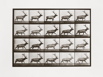 Elk, 692. tábla, Animal Locomotion, 1887 alkotó: Eadweard Muybridge