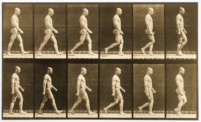 Sétáló meztelen férfi képsorozata, „Animal Locomotion” sorozat, 1881 körül (f/w fotó) alkotó: Eadweard Muybridge