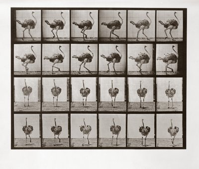 Struccfutás, 772-es tábla, Animal Locomotion, 1887 alkotó: Eadweard Muybridge