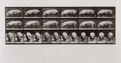 Disznójárás, 673. tábla az Animal Locomotion-tól, 1887 alkotó: Eadweard Muybridge