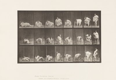 268. tábla.Földről kelve, 1885 alkotó: Eadweard Muybridge