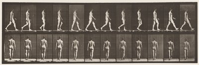 2. tábla Séta, 1872-1885 alkotó: Eadweard Muybridge