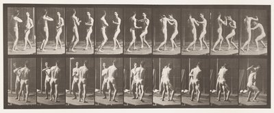 tábla 339. Ökölvívás; Nyitott kéz alkotó: Eadweard Muybridge