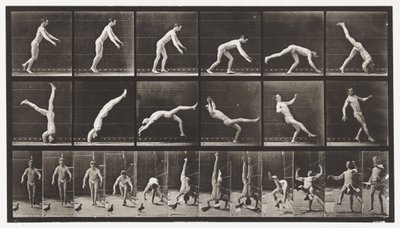 365. tábla. Fejrugó, egy repülő galamb zavarja alkotó: Eadweard Muybridge