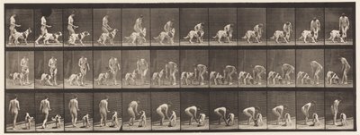 449. tábla. Kutyaetetés alkotó: Eadweard Muybridge