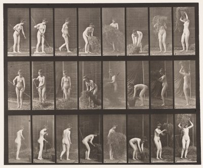 499. tábla Széna gereblyézése és pakolása, 1872-1885 alkotó: Eadweard Muybridge