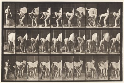 508. tábla. Lópatkolás alkotó: Eadweard Muybridge