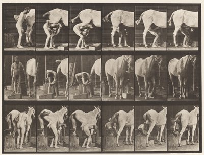 509. tábla. Lópatkolás alkotó: Eadweard Muybridge