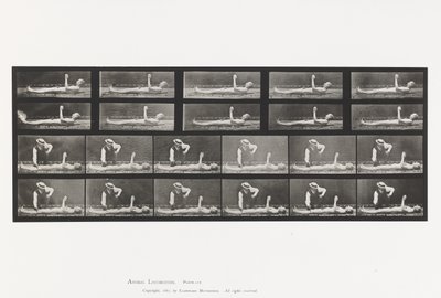 556. tábla.Local Chorea; A, B, Hazugság közben alkotó: Eadweard Muybridge