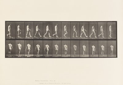 560. tábla.Mozgásszervi ataxia; Séta, 1885 alkotó: Eadweard Muybridge