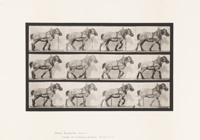 565. tábla.Húzás;Sötétszürke belga lódüssel alkotó: Eadweard Muybridge