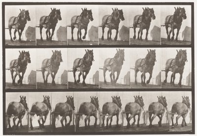 566. tábla. Vontatás; Sötétszürke belga lódusel, 1885 alkotó: Eadweard Muybridge