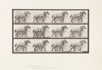 567. tábla. Vontatás; Sötétszürke belga ló, Billy, 1885 alkotó: Eadweard Muybridge