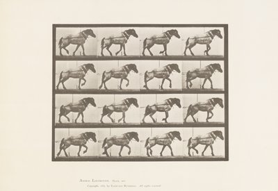 569. tábla. Vontatás; Sötétszürke belga lóhansell, 1885 alkotó: Eadweard Muybridge