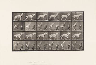 573. tábla. Vontatás; ember húzza a fejét; Világosszürke kanca, 1885 alkotó: Eadweard Muybridge