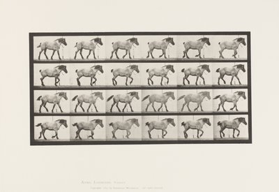574. tábla.Séta; Ingyenes; Sötétszürke belga lóhansell, 1885 alkotó: Eadweard Muybridge