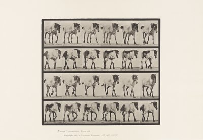 575. tábla.Séta; Ingyenes; Sötétszürke belga lóhansell, 1885 alkotó: Eadweard Muybridge