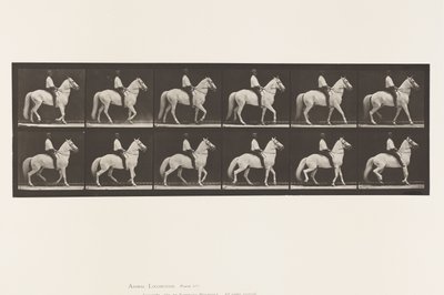 577. tábla.Séta; Nyereg; Szabálytalan; Fehér ló, Clinton, 1885 alkotó: Eadweard Muybridge
