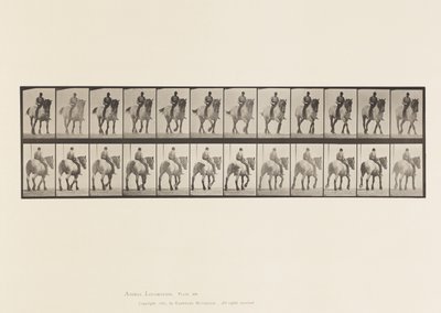 578. tábla.Séta; Csupasz Hát; Sötétszürke belga lódüssel alkotó: Eadweard Muybridge
