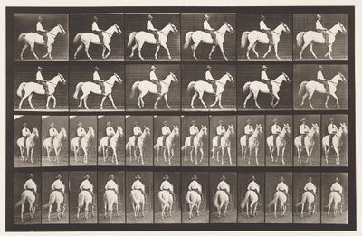 579. tábla.Séta; Nyereg; Fehér Ló Elberon, 1885 alkotó: Eadweard Muybridge