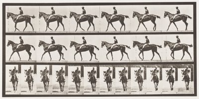 580. tábla.Séta; Nyereg; Telivér Bay Mare Annie G., 1885 alkotó: Eadweard Muybridge