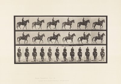 584. tábla.Séta; Nyereg; Szabálytalan; Barna kanca szépsége, 1885 alkotó: Eadweard Muybridge