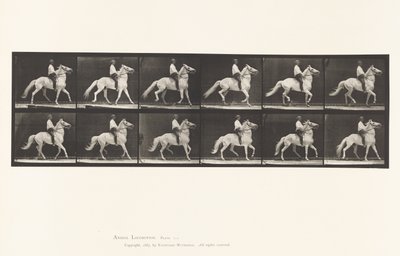 tábla 589.Ambling alkotó: Eadweard Muybridge