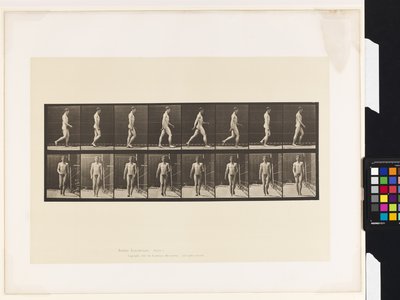 5. tányér.Séta alkotó: Eadweard Muybridge