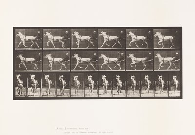 Tányér 610. Ügető; Duzzogó; Szürke Kanca, Katydid alkotó: Eadweard Muybridge