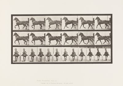 tábla 612. Ügető; Duzzogó; Bay Horse, Dereumd alkotó: Eadweard Muybridge