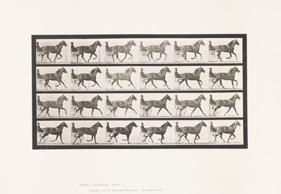 tábla 614. Ügető; Betörés Vágtába; Sóska Mare Flode Holden alkotó: Eadweard Muybridge