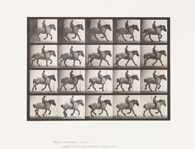615. tábla. Canter: Csupasz; Sötétszürke belga lóhansell alkotó: Eadweard Muybridge