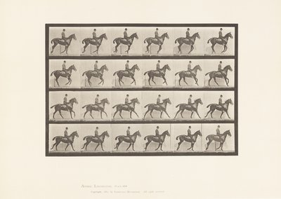 tábla 616. Canter; Nyereg; Bay Horse Daisy alkotó: Eadweard Muybridge