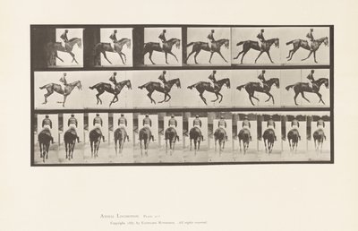 tábla 620. Canter; Nyereg; Telivér Bay Mare Annie 6. alkotó: Eadweard Muybridge
