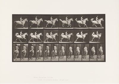 tábla 622. Canter; Nyereg; Rider, 43 éves, akt; szürke ló Smith, 1885 alkotó: Eadweard Muybridge