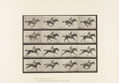 tábla 626. Vágta; Telivér Bay Mare Annie G. alkotó: Eadweard Muybridge