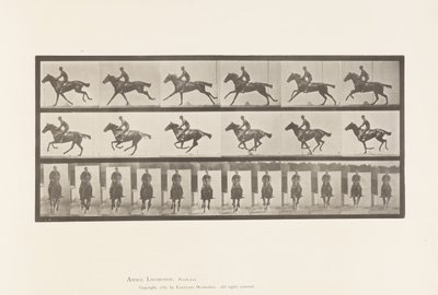tábla 631. Vágta; Nyereg; Telivér öböl ló csokor alkotó: Eadweard Muybridge