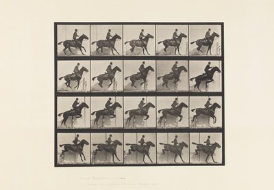 tábla 638. Gátugrás; Nyereg; Bay Horse Daisy alkotó: Eadweard Muybridge