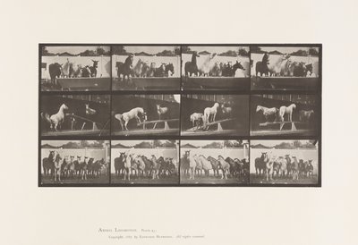 651.A tábla, Harangszó; B, Teeter Board; C, katonai gyakorlat alkotó: Eadweard Muybridge