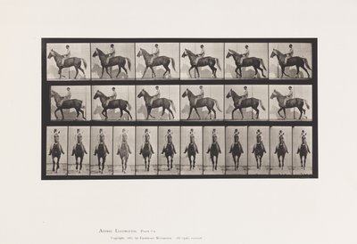 tábla 654. Séta; Nyereg; Sánta, jobb első láb; Lóbőr alkotó: Eadweard Muybridge