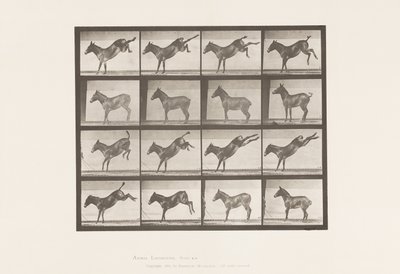tábla 658. Öszvér; A, rúgás; B, Ruth rúgása alkotó: Eadweard Muybridge